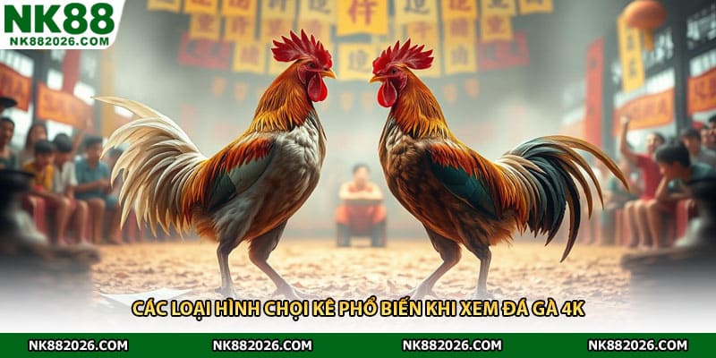 Các loại hình chọi kê phổ biến khi xem đá gà 4K