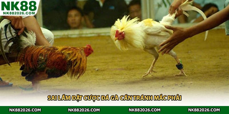 Sai lầm đặt cược đá gà cần tránh mắc phải